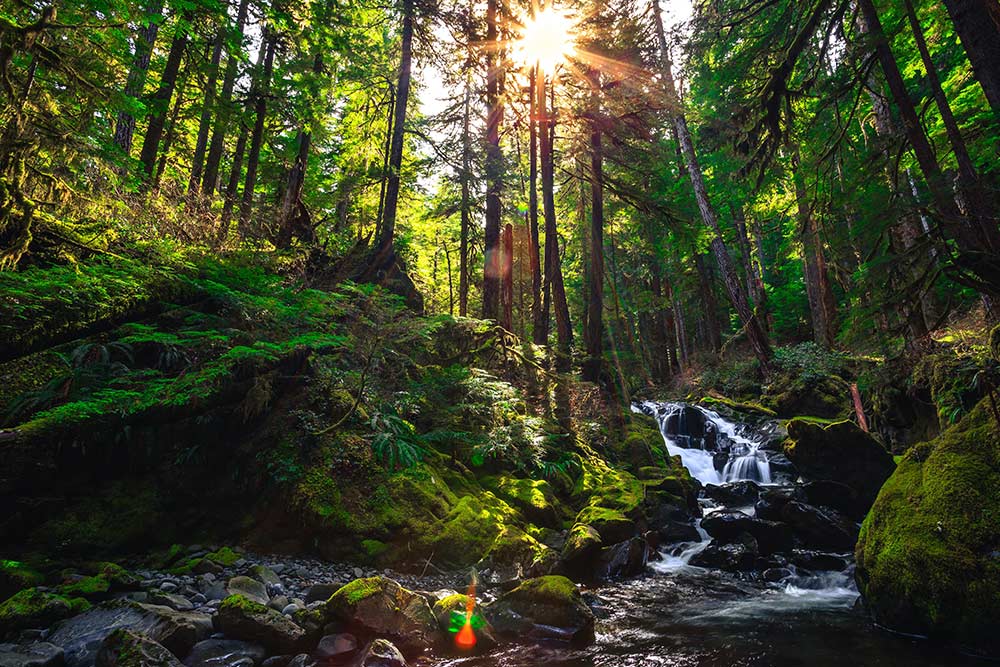 Ein Fluss fließt durch einen Wald.